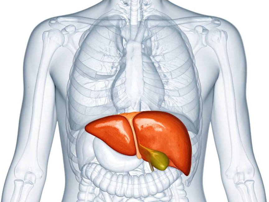 fettleber-leberbeschwerden-hepatitis-ganzheitliche-therapie-holistische-behandlung-naturheilmittel-hausmittel-massnahmen-naturheilkunde-erfahrungen-gesundheitsindex