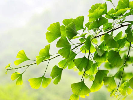 gingko-bei-grauer-star-gesundheitsindex-333