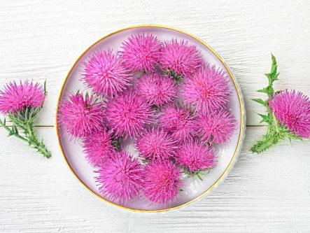 mariendistel-bei-grauer-star-gesundheitsindex-333