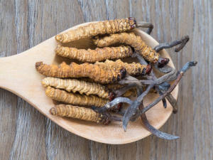 cordyceps-gesundheitsindex