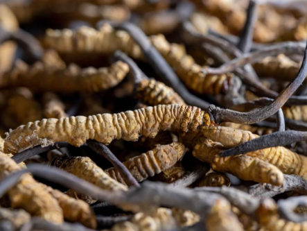 cordyceps-pilz-bei-bluthochdruck-gesundheitsindex-333
