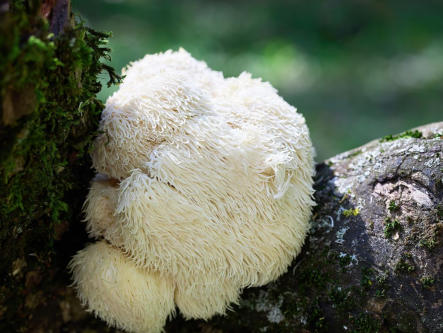 hericium-pilz-bei-bluthochdruck-gesundheitsindex-333
