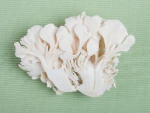 maitake-pilz-gesundheitsindex