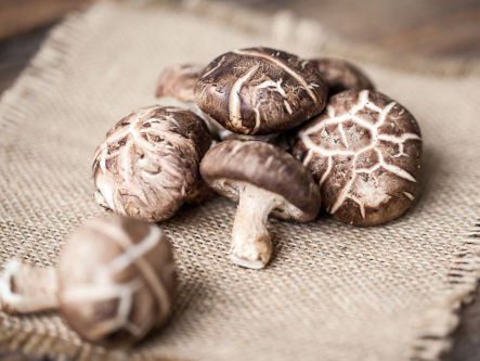 shiitake-pilz-bei-bluthochdruck-gesundheitsindex-333